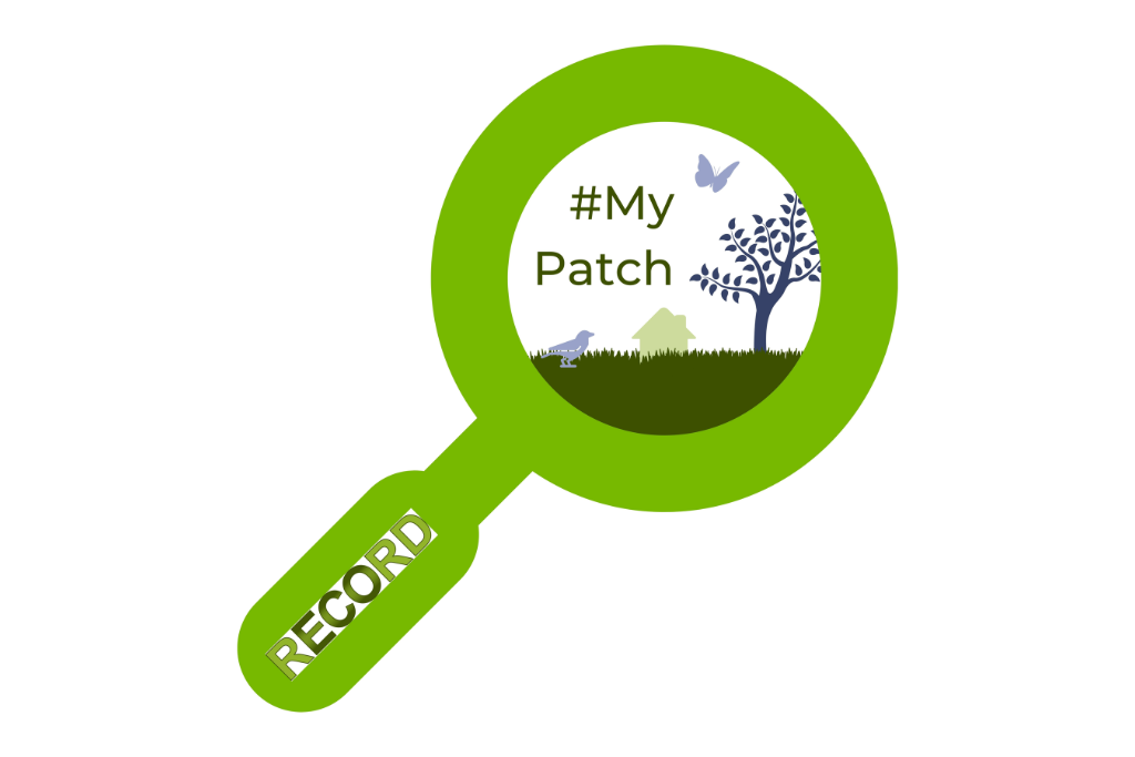 My Patch logo