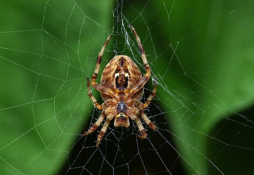 Garden Cross Spider (Araneus diadematus) (366)