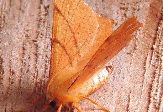 September Thorn (Ennomos erosaria)