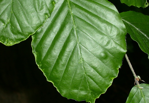 Common Beech (Fagus sylvatica)