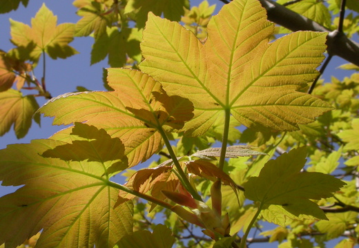 Sycamore (Acer pseudoplatanus)