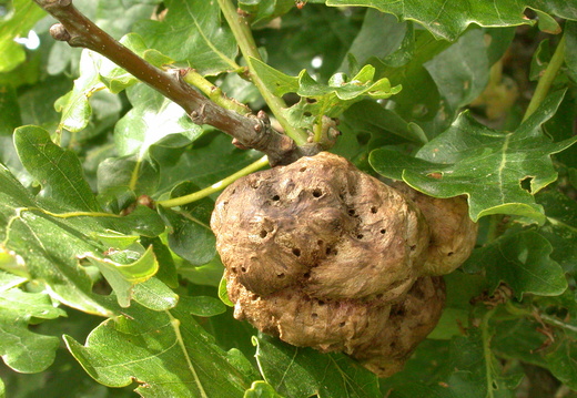 Oak Apple Gall (Biorhiza pallida)