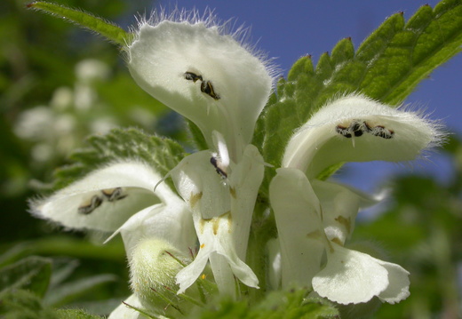 White Dead-nettle (Lamium album)