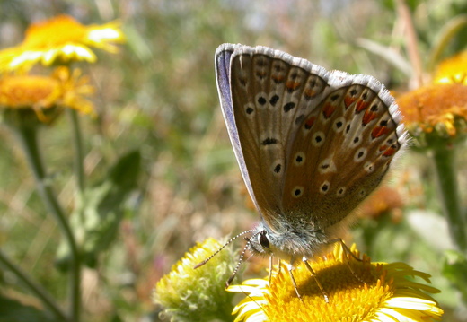 Common Blue (Polyommatus icarus) (62)