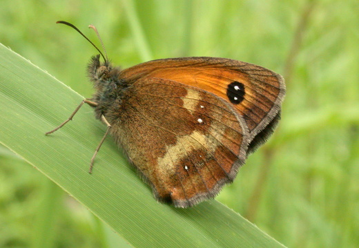 Gatekeeper (Pyronia tithonus) (63)