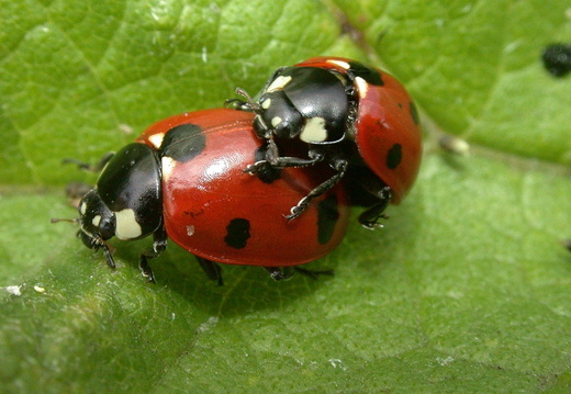 7-Spot Ladybird (Coccinella septempunctata)