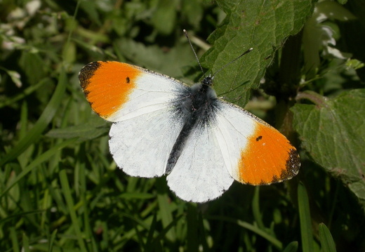 Orange-tip (Anthocharis cardamines) (66)