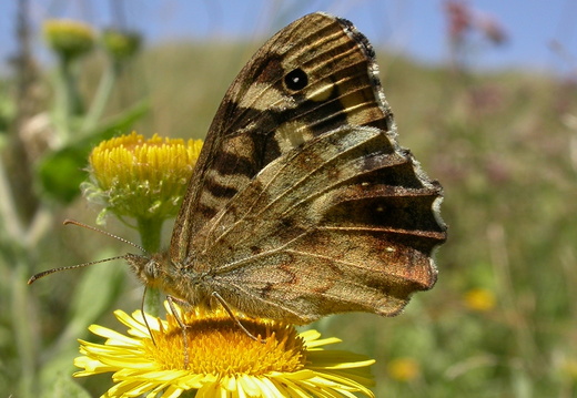 Speckled Wood (Pararge aegeria) (67)