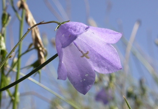 Harebell (Campanula rotundifolia) (70)