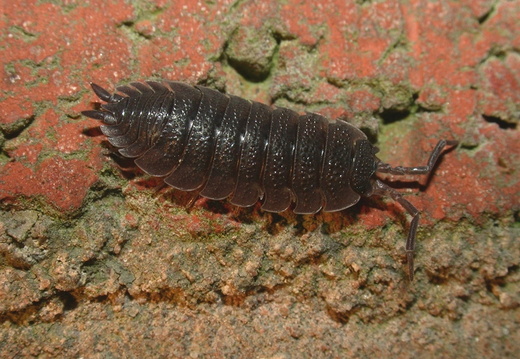 Common Rough Woodlouse (Porcellio scaber)