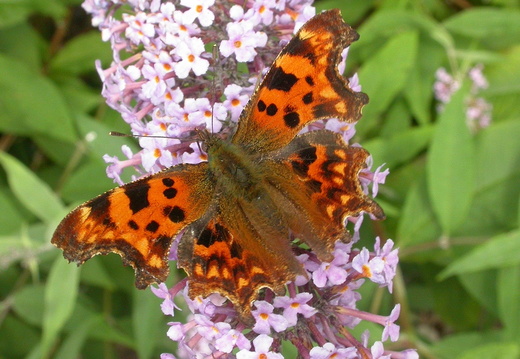 Comma Butterfly (Polygonia c-album) (72)