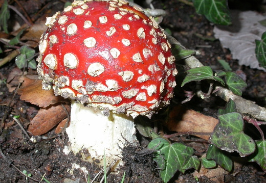 Fly Agaric (Amanita muscaria) (76)