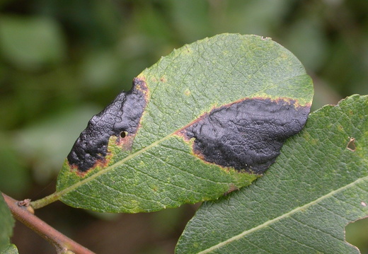 Salix Tar-spot (Rhytisma salicinum)