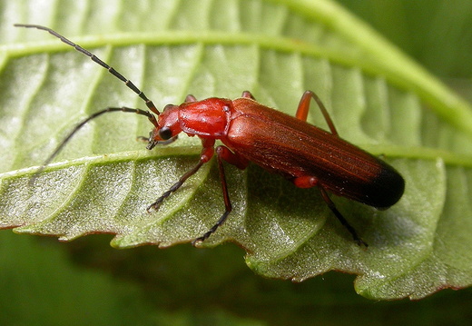 Common Red Soldier Beetle (Rhagonycha fulva)