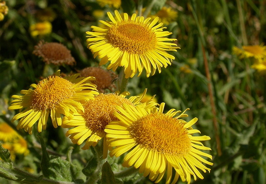 Common Fleabane (Pulicaria dysenterica)