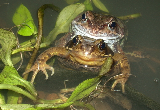 Common Frog (Rana temporaria) (81)