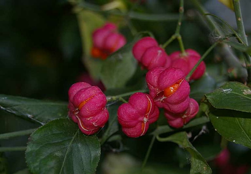 European Spindle (Euonymus europaeus)