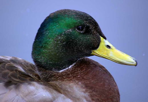 Mallard (Anas platyrhynchos)