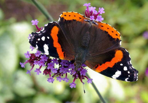 Red Admiral (Vanessa atalanta) (86)