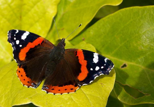 Red Admiral (Vanessa atalanta) (85)