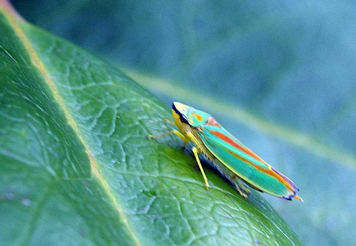 Rhododendron Leafhopper (Graphocephala fennahi)