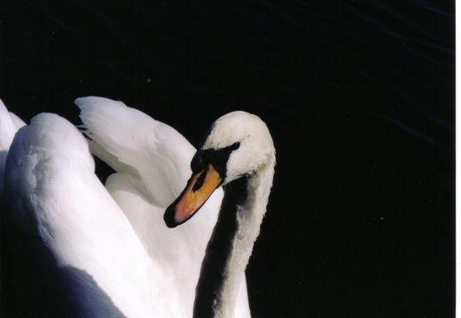 Mute Swan (Cygnus olor) (89)
