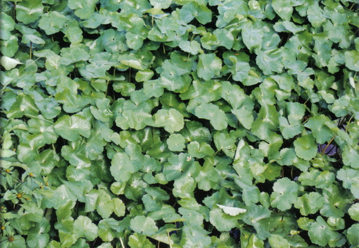  Floating Pennywort (Hydrocotyle ranunculoides)