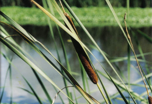 Bulrush (Typha latifolia)