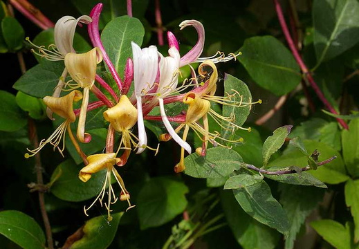 Honeysuckle (Lonicera periclymenum)