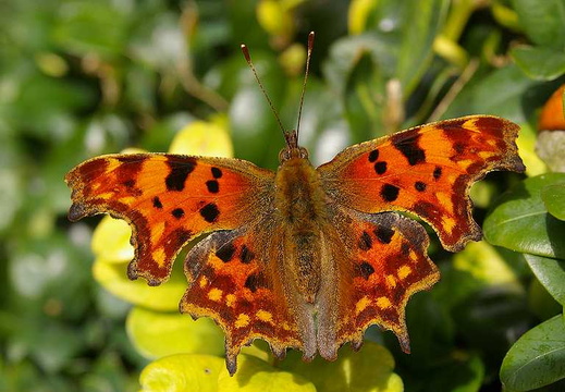 Comma Butterfly (Polygonia c-album) (100)
