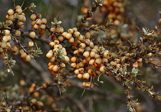 Sea Buckthorn (Hippophae rhamnoides) (104)