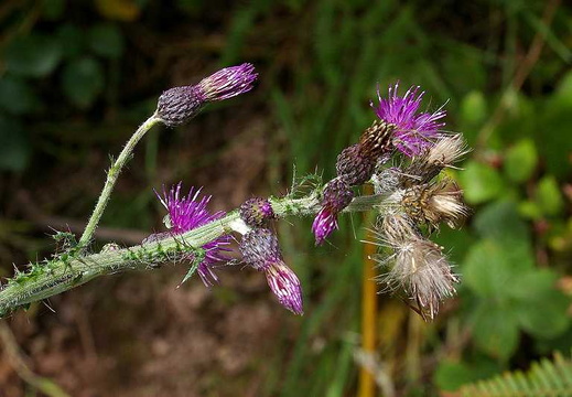 Marsh Thistle (Cirsium palustre)