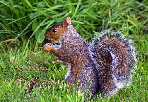 Grey Squirrel (Sciurus carolinensis)