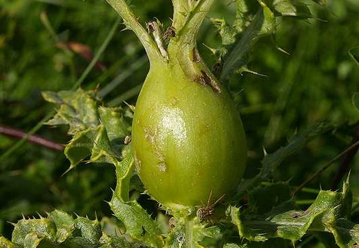 Picture-wing Fly (Urophora cardui)