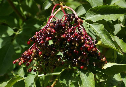 Elder (Sambucus nigra) (111)