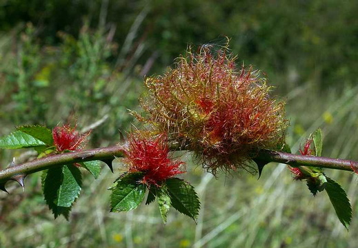 Rose Bedeguar Wasp (Diplolepis rosae)