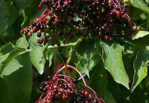 Elder (Sambucus nigra) (112)