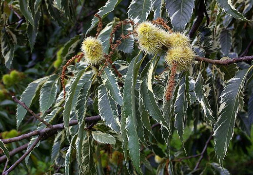 Sweet Chestnut (Castanea sativa) (115)