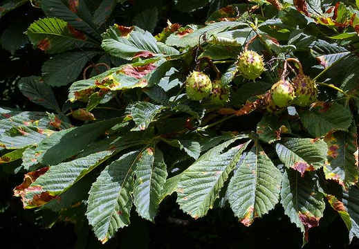 Horse Chestnut (Aesculus hippocastanum)