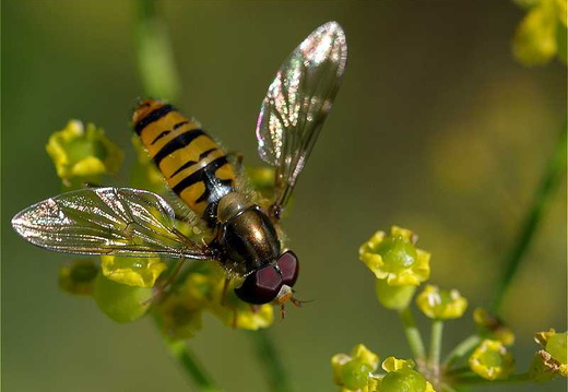 Marmalade Hoverfly (Episyrphus balteatus)