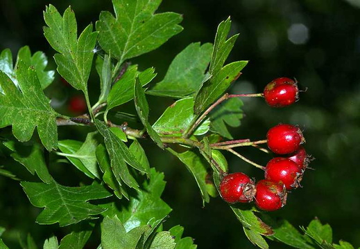 Hawthorn (Crataegus monogyna)