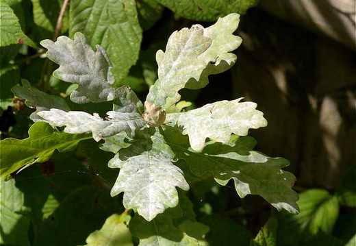 Oak Mildew (Microsphaera alphitoides)