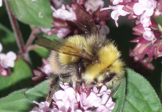 Early Bumble Bee (Bombus pratorum)