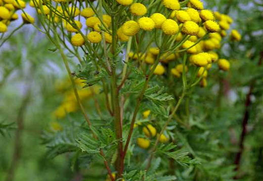 Tansy (Tanacetum vulgare)