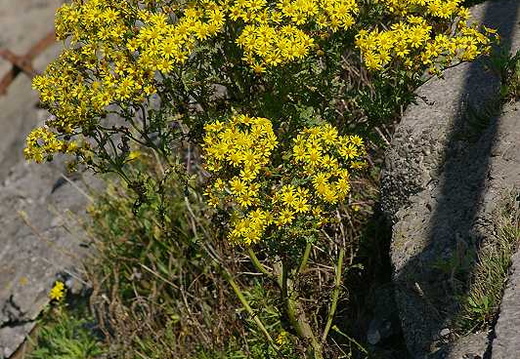 Common Ragwort (Senecio jacobaea)