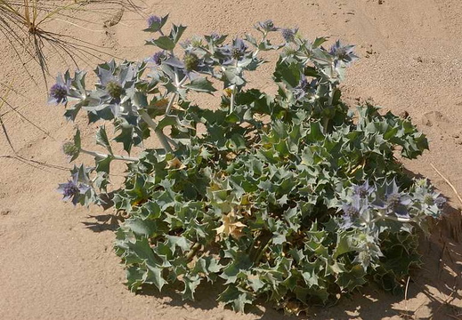 Sea Holly (Eryngium maritimum) (126)