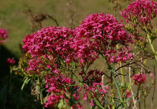 Red Valerian (Centranthus ruber) (127)