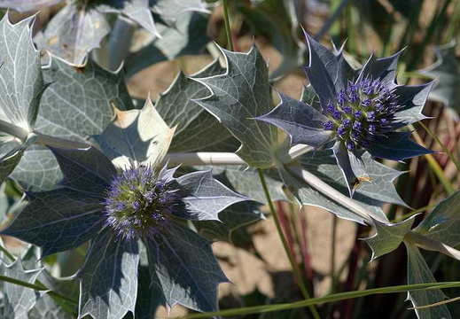 Sea Holly (Eryngium maritimum) (128)