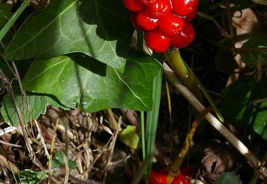 Arum Lily (Arum maculatum)