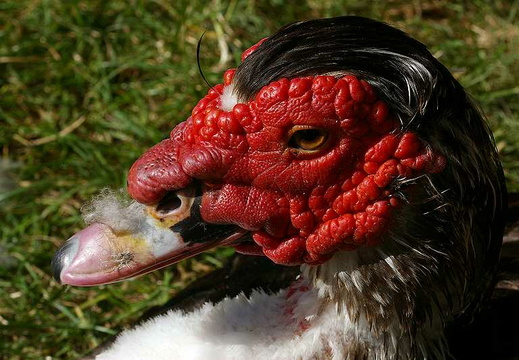 Muscovy Duck (Cairina moschata)